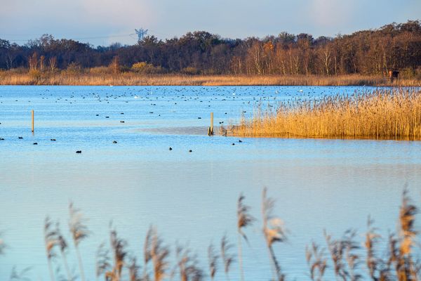 Naardermeer met watervogels