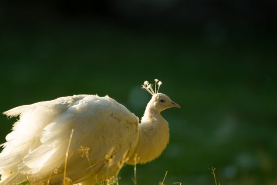 Cultuurhistorische wandeling