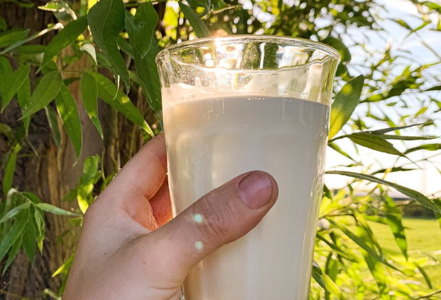 Boerderijautomaat Melktap Harmelen, provincie Utrecht, Groene Hart, hand met glas verse rauwe melk buiten tussen groen blad en boomstam in zomers tegenlicht.