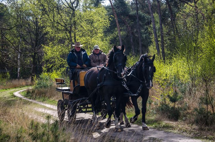Paardrijden Valkenswaard