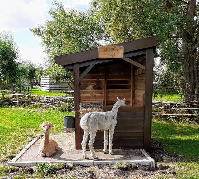 Alpaca's bij Kinderboerderij De Kleine Artis