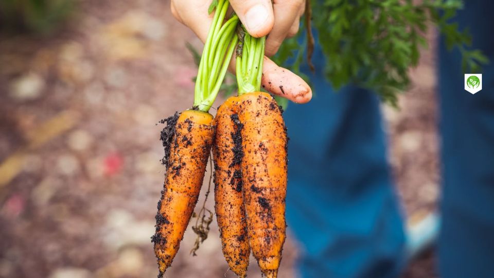 Tuinderij De Groenteboer bij De Boerinn in Kamerik, Groene Hart, verse biologisch geteelde wortels met aarde eraan net geoogst uit de moestuin tijdens een duurzame dagactiviteit op het platteland.