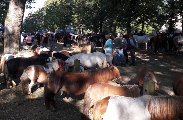 Pony's op de Norgermarkt