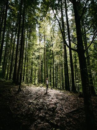Shinrin Yoku Bosbaden Forest Bathing Nederland