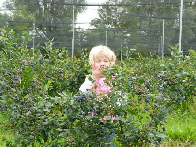 Een klein meisje neemt een hap blauwe bessen tussen de blauwebessenstruiken.