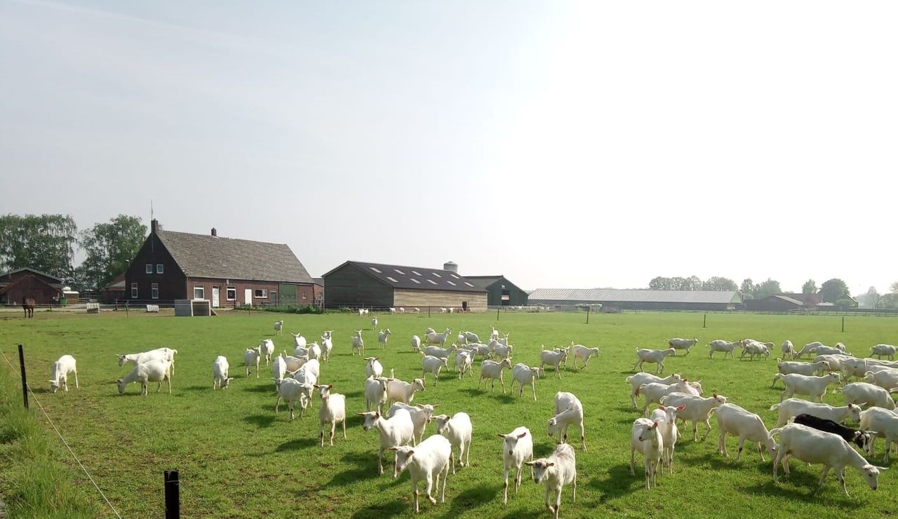 Geiten in de wei bij de boerderij van PuurGeitenZuivel