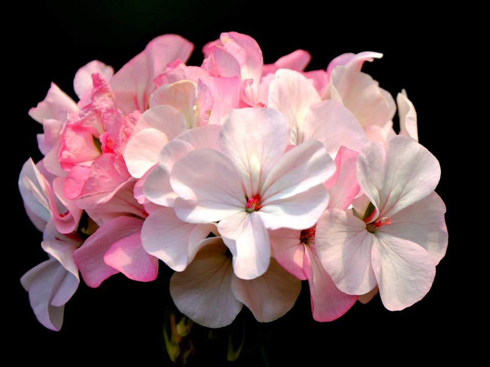 Geranium