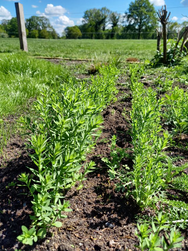 Zaai je eigen vierkante meter vlas!