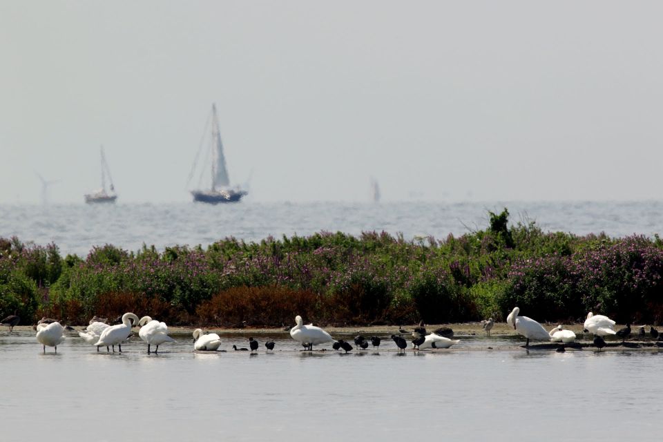 zwanen en vogels in een plas water
op de achtergrond het ijsselmeer met een aantal zeilboten erop