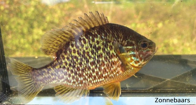 Lecture ‘Invasive Species’ at IVN Laarbeek