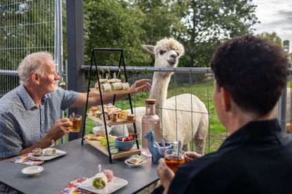 Alpacaboerderij Alpaca Langeslag, Groene Hart, met bezoekers die buiten genieten van een high tea terwijl een witte alpaca nieuwsgierig bij de tafel staat.