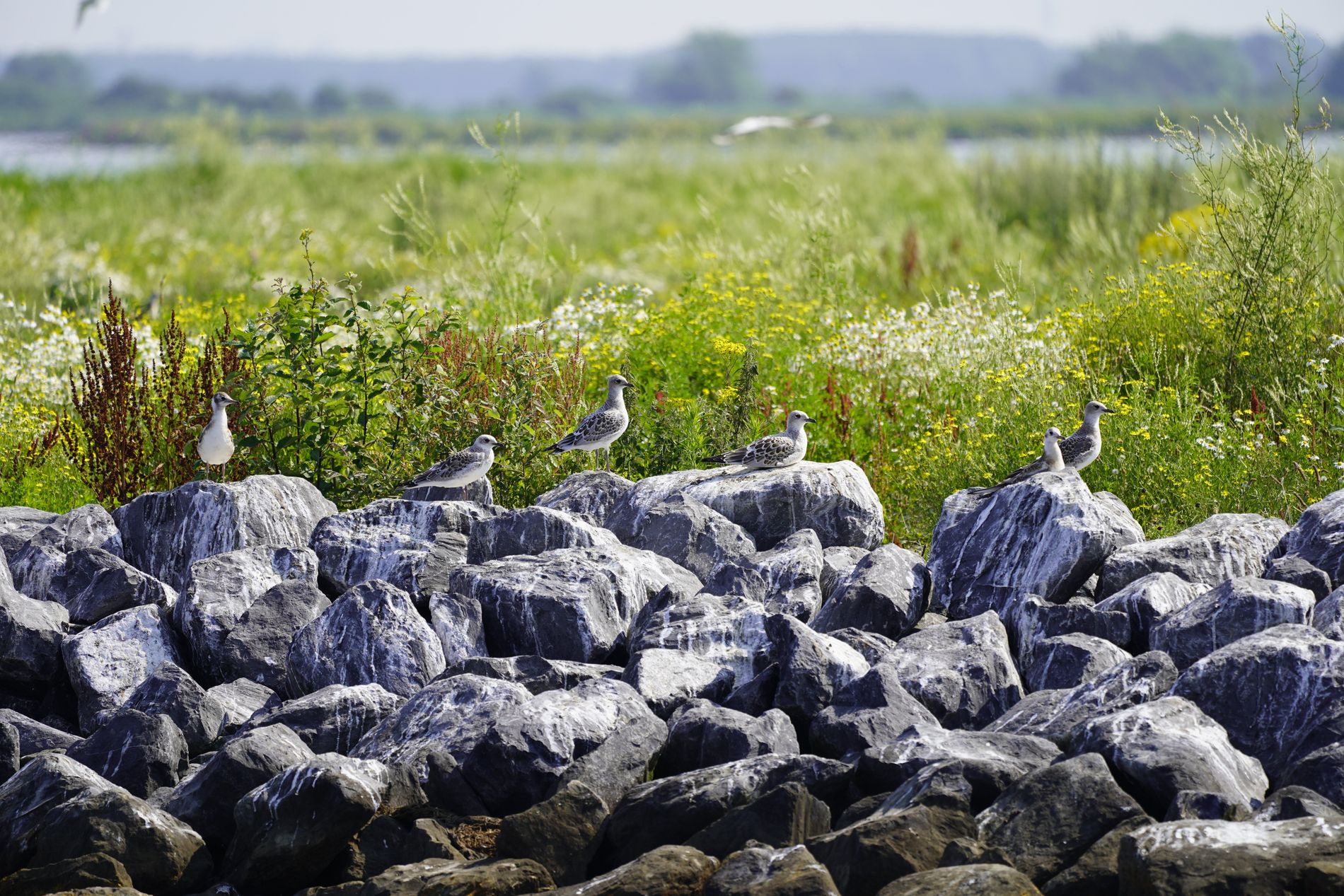 Naturschutzgebiet Tiengemeten