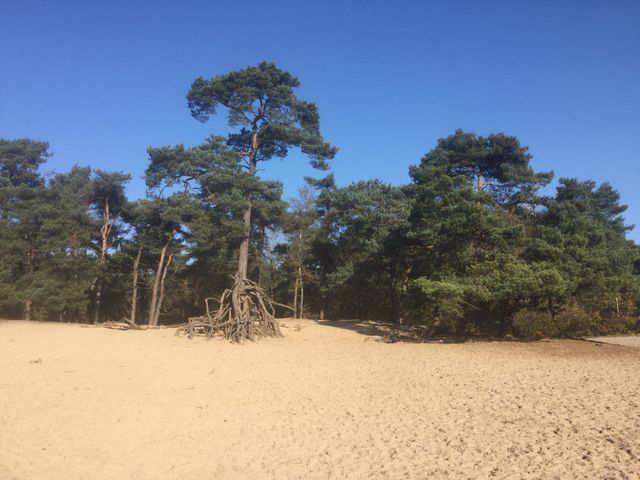 Open zandvlakte in het Panbos bij Bilthoven, omringd door karakteristieke dennen en bos. De foto laat de afwisseling tussen zand, bos en open ruimte in dit natuurgebied zien.