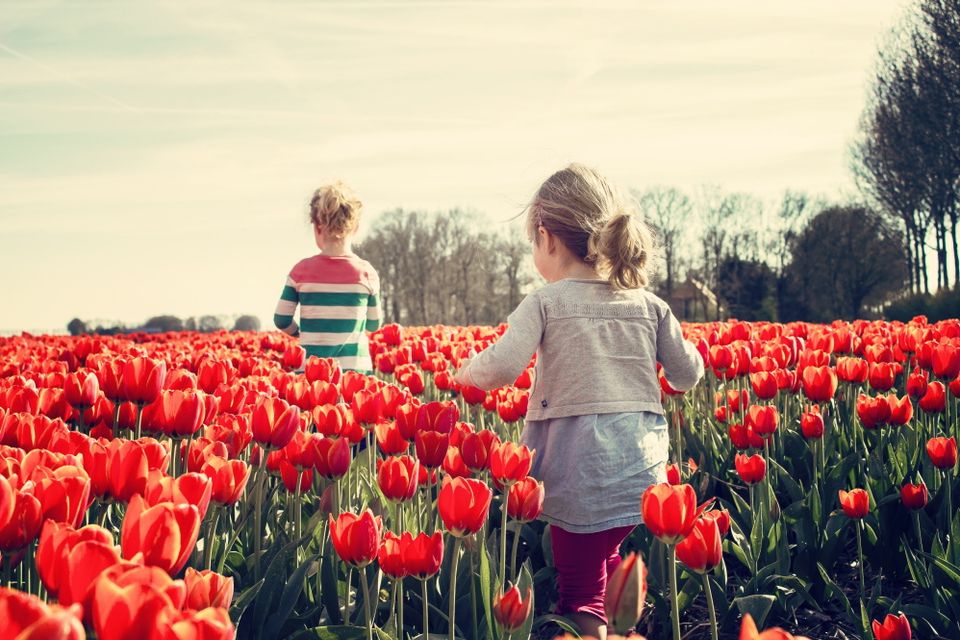 Twee meisjes lopen door een tulpenveld met rode tulpen.