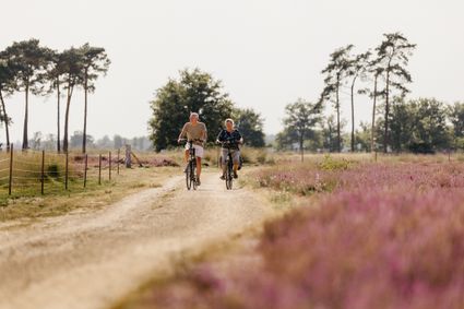 Fietsers op de Strabrechtse Heide met bloeiende heide