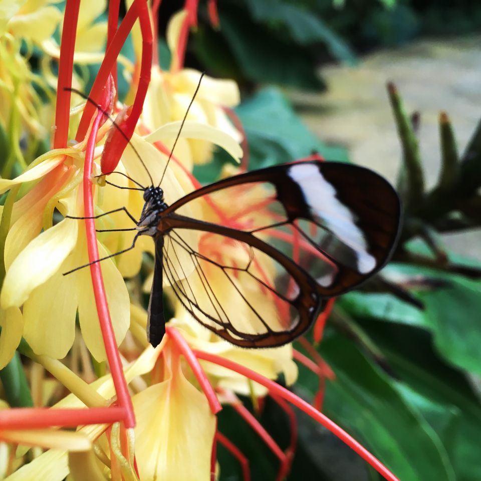 Greta oto, the Glasswing butterfly