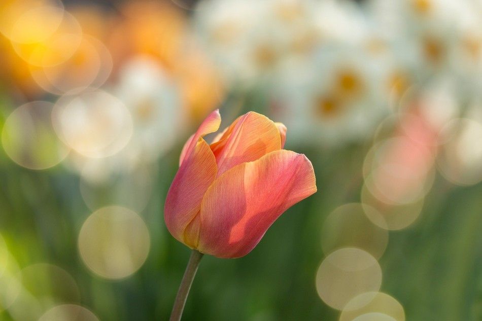 Close-up van tulp in tulpenveld