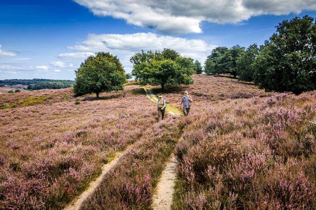 Veluwezoom, Posbank, Wandelaars, Heide, Natuur, Bloei