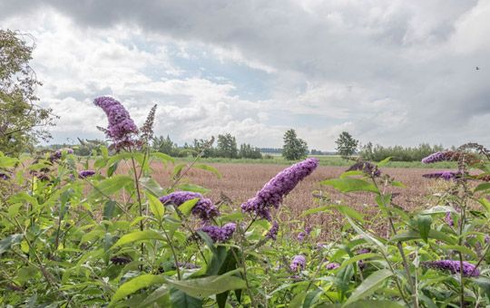 Wandelen door de Hoeksche Waard