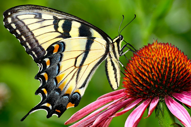 Koninginnepage op bloem (zonnehoed)
