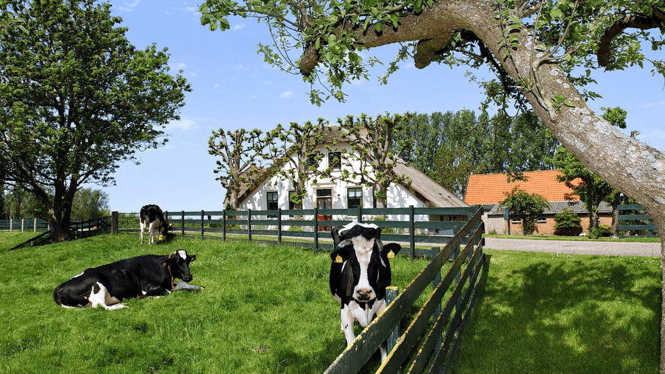 Koeien in het weiland langs de dijk. Op de achtergrond een witte boerderij achter de weg.