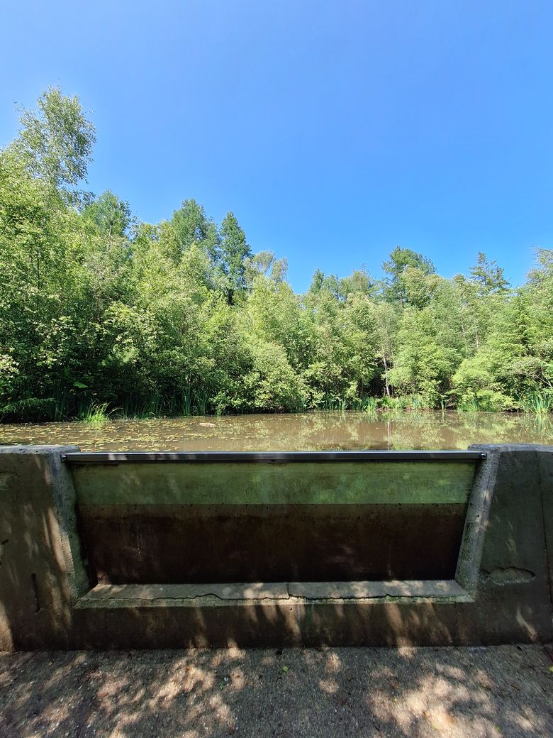 Paddenplas Drents-Friese Wold