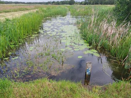 De Broekenloop is hier nog recht, maar zal binnenkort weer meanderen.