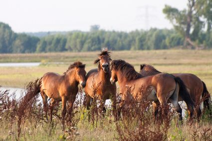 Exmoorpony's in de natuur