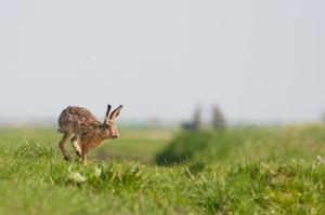 Voor Natuurmonumenten is het belangrijk dat bewoners van de stad in hun vrije tijd dicht bij huis een plek hebben om van de natuur te genieten. Op landgoed Haarzuilens kan dit!