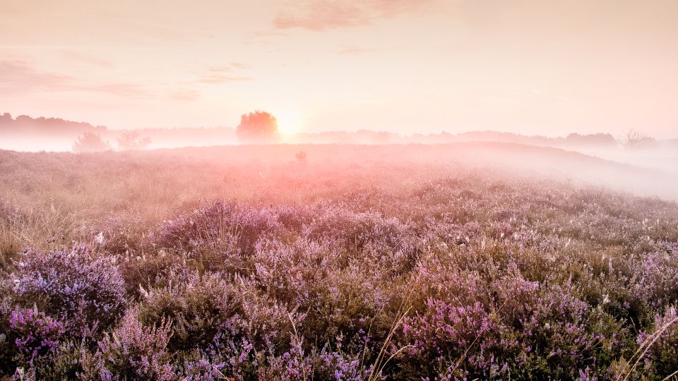 Oisterwijkse bossen en vennen heide