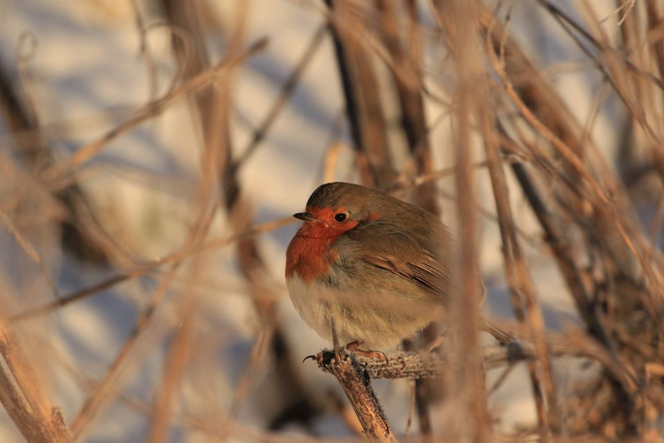 Roodborstje winter
