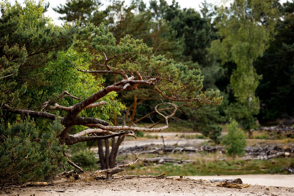 Een foto van de prachtige natuur in De Maashorst.
