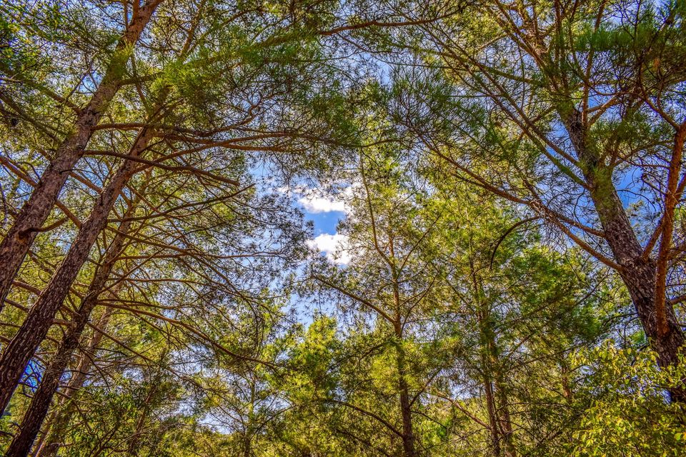 Boomtoppen vanaf onder gefotografeerd met blauwe lucht op de achtergrond.