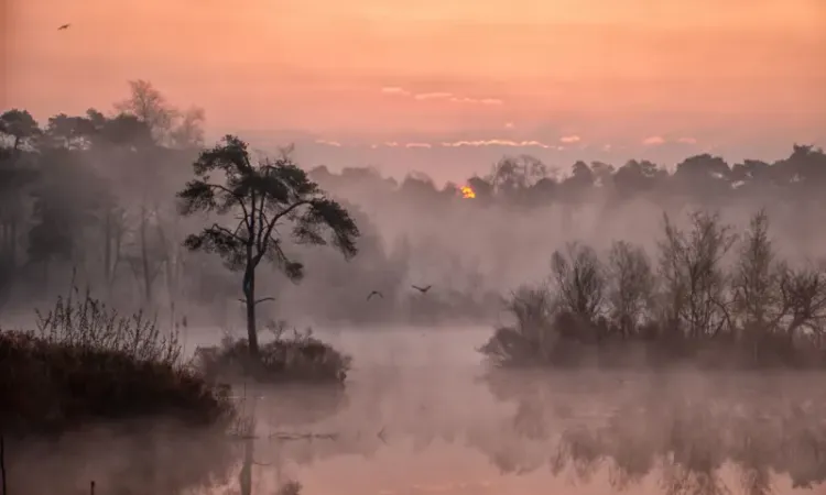 Mysterieuze foto van bomen en ven in de mist tegen oranje-roze lucht.