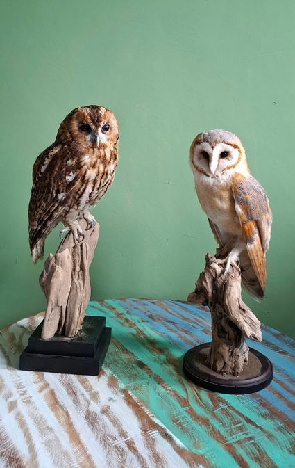 Taxidermie van uilen, met een bosuil en kerkuil als opgezette vogels op houten takken, tentoongesteld op een tafel tegen een groene achtergrond.