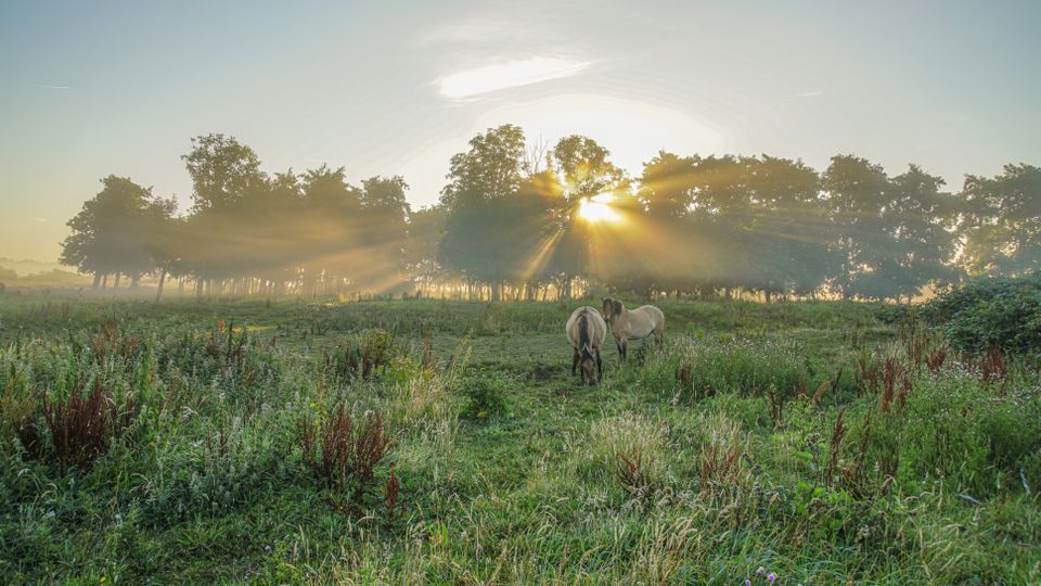 Wilde paarden in de natuur in Wassenaar.