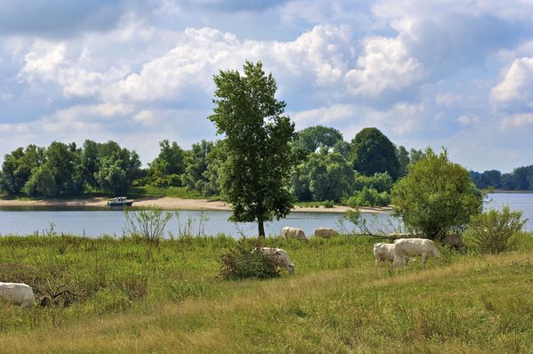 natuur, landschap, Tolkamer, Rijnwaarden, Liemers