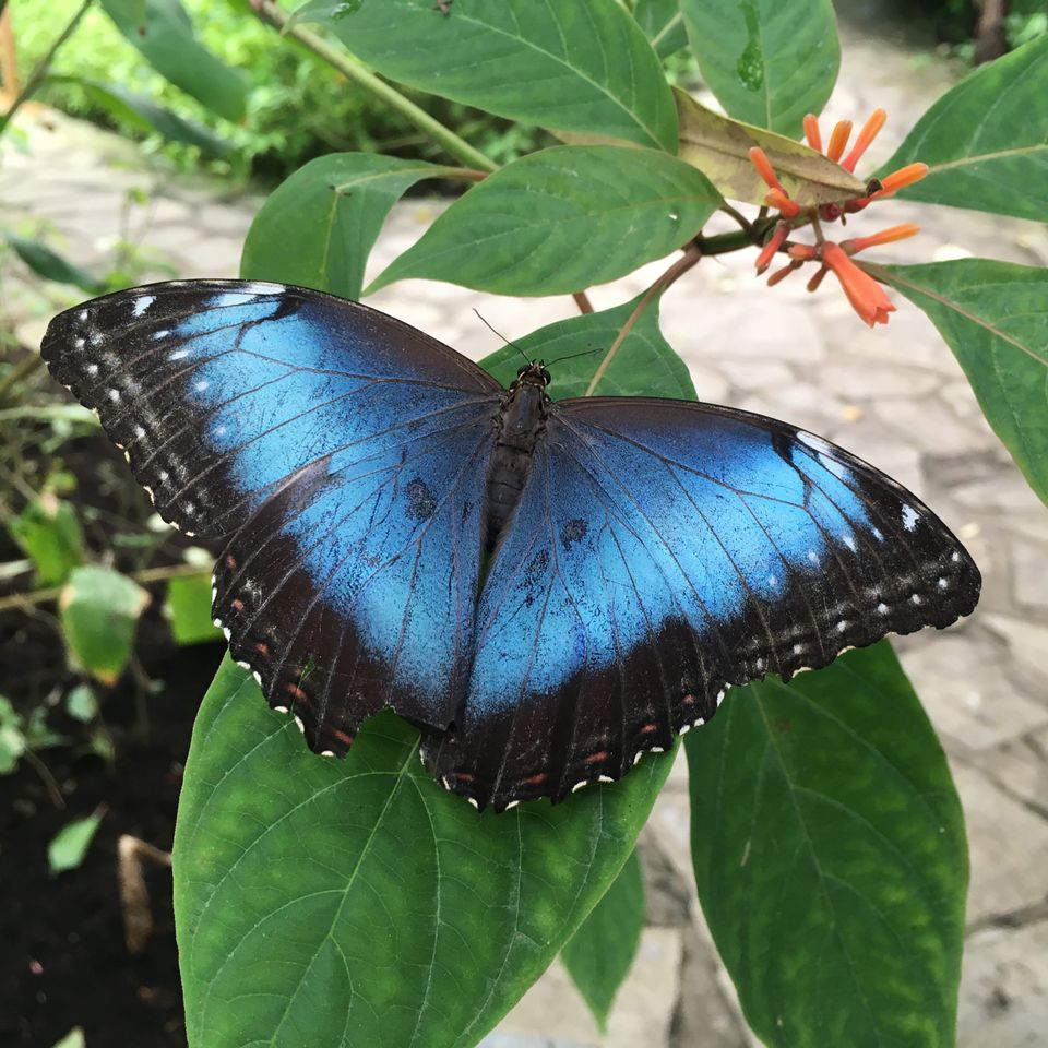 Morpho peleides, de blauwe morphovlinder