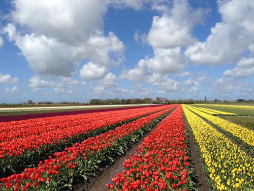 Tulpenvelden in de Beemster in bloei