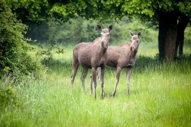 Twee elanden in Natuurpark Lelystad.