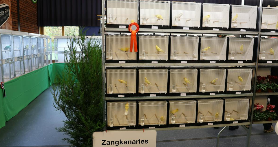 Ontdek de wereld van vogels