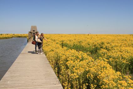 Twee mensen lopen in bloemenveld Marker Wadden.