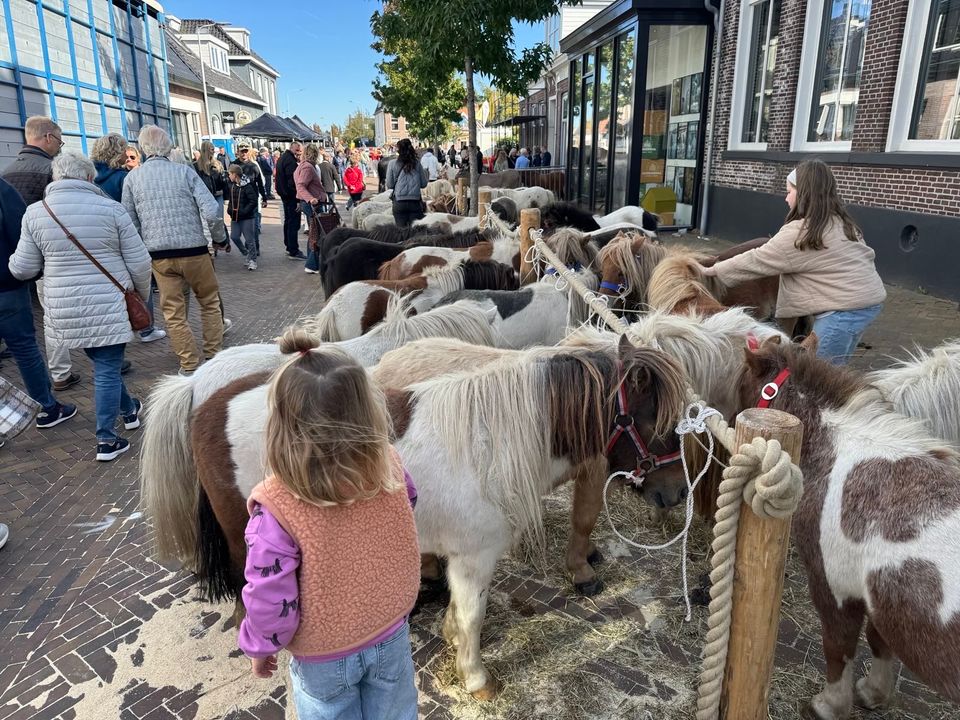 Een jong meisje kijkt bij de shetlandpony's op de paardenveiling van de Jouster Merke