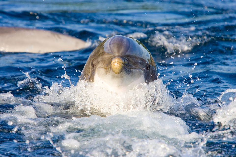dolfijn dolfinarium harderwijk