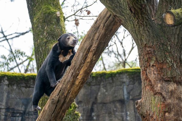Maleise beer bij dierenpark Burgers' Zoo in Arnhem