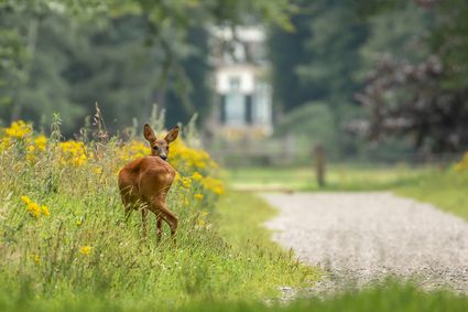 Reeënwandeling op Boekesteyn