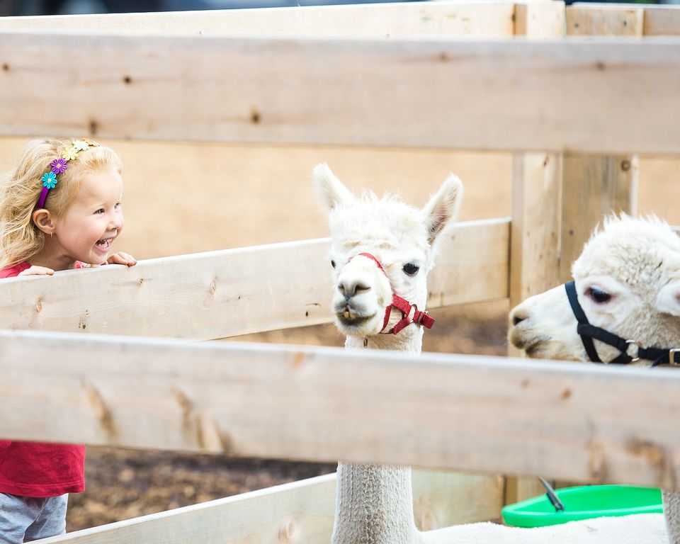 A child in a petting zoo with lamas