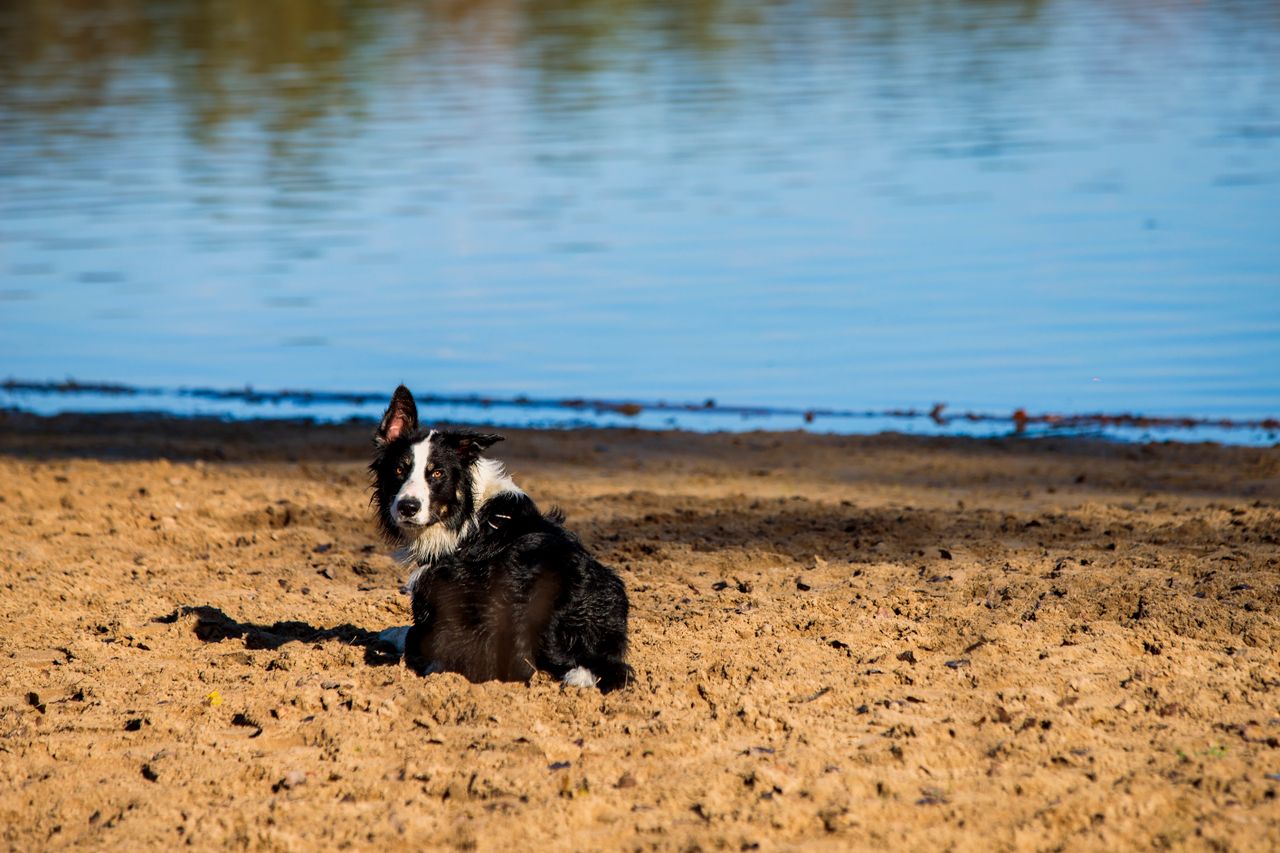 bordercollie liggend op het strand