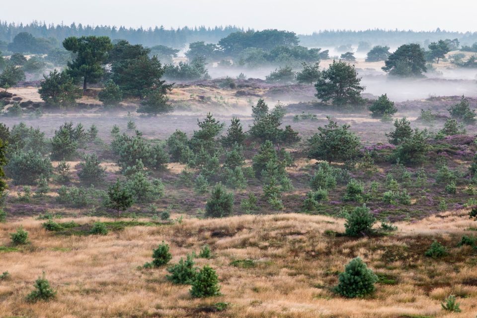Natuurgebied met heide, mist en naaldbomen.
