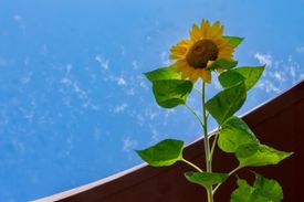 Fototentoonstelling 'Jaar van de Zonnebloem'